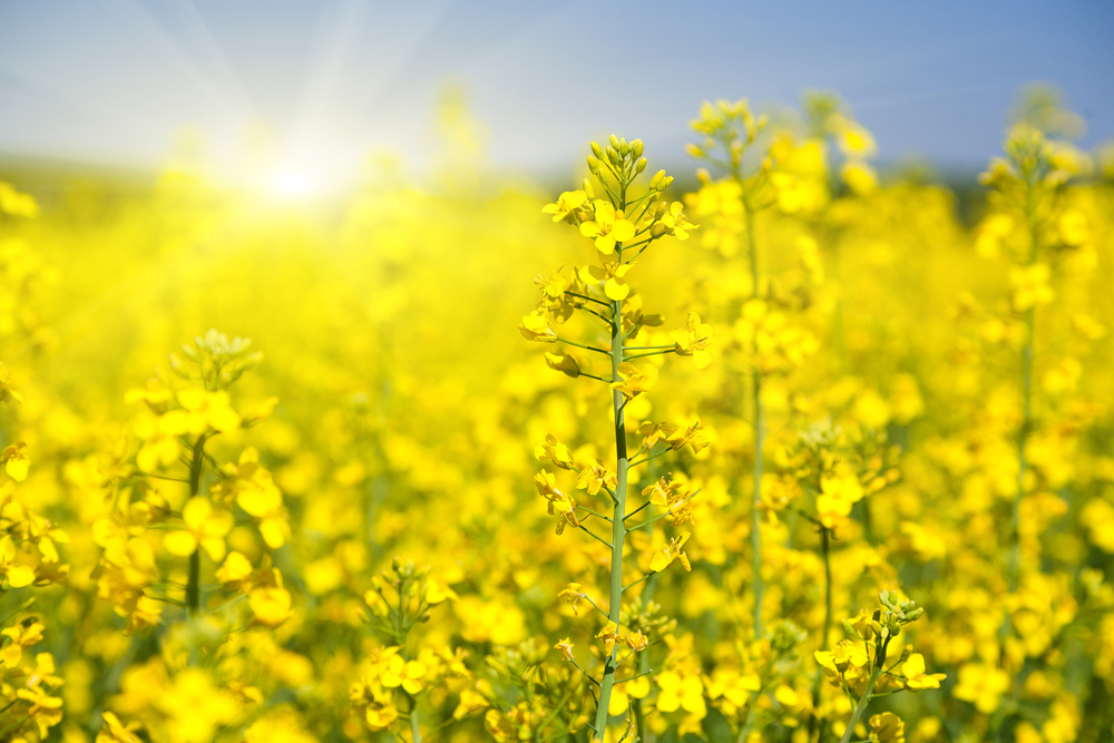 What is hay fever (and how to relieve your red, itchy eyes in spring)?